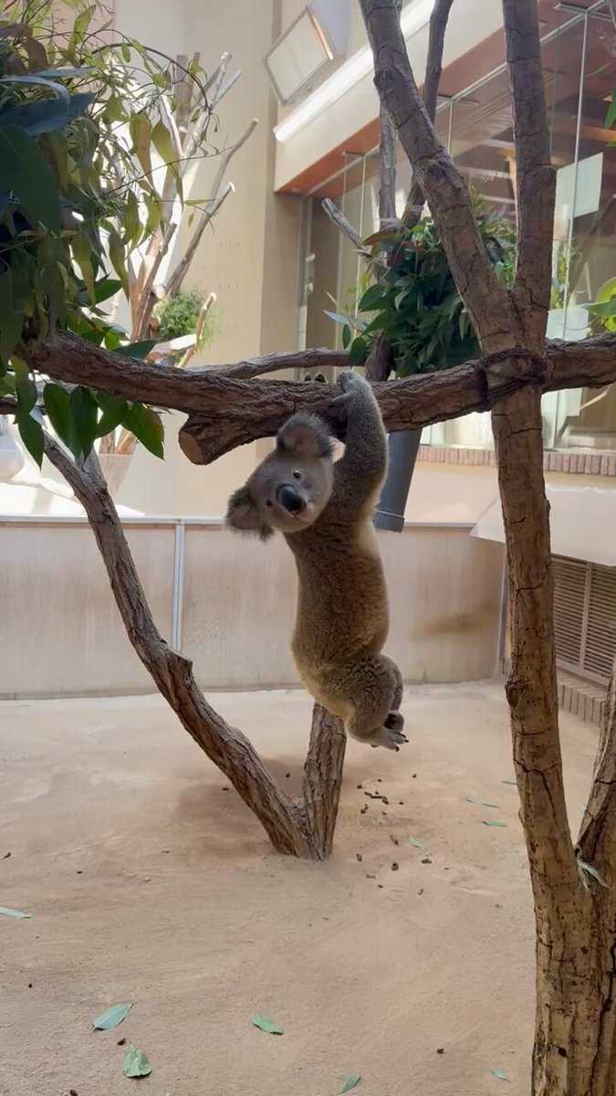 ＊ちびっこ＊ページ【内容ご確認ください】 ちびっこ (@chibikko_ent) / Posts / X