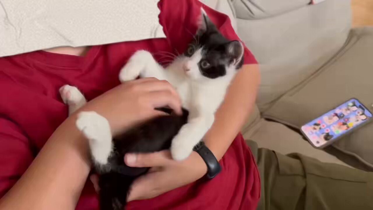 moji mojico (@moji_mojico) / X