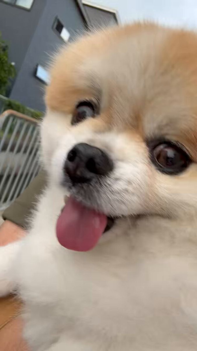 Rikiちゃん Super Tokimeki♡Publicity Promotion Department's Nika Sakai