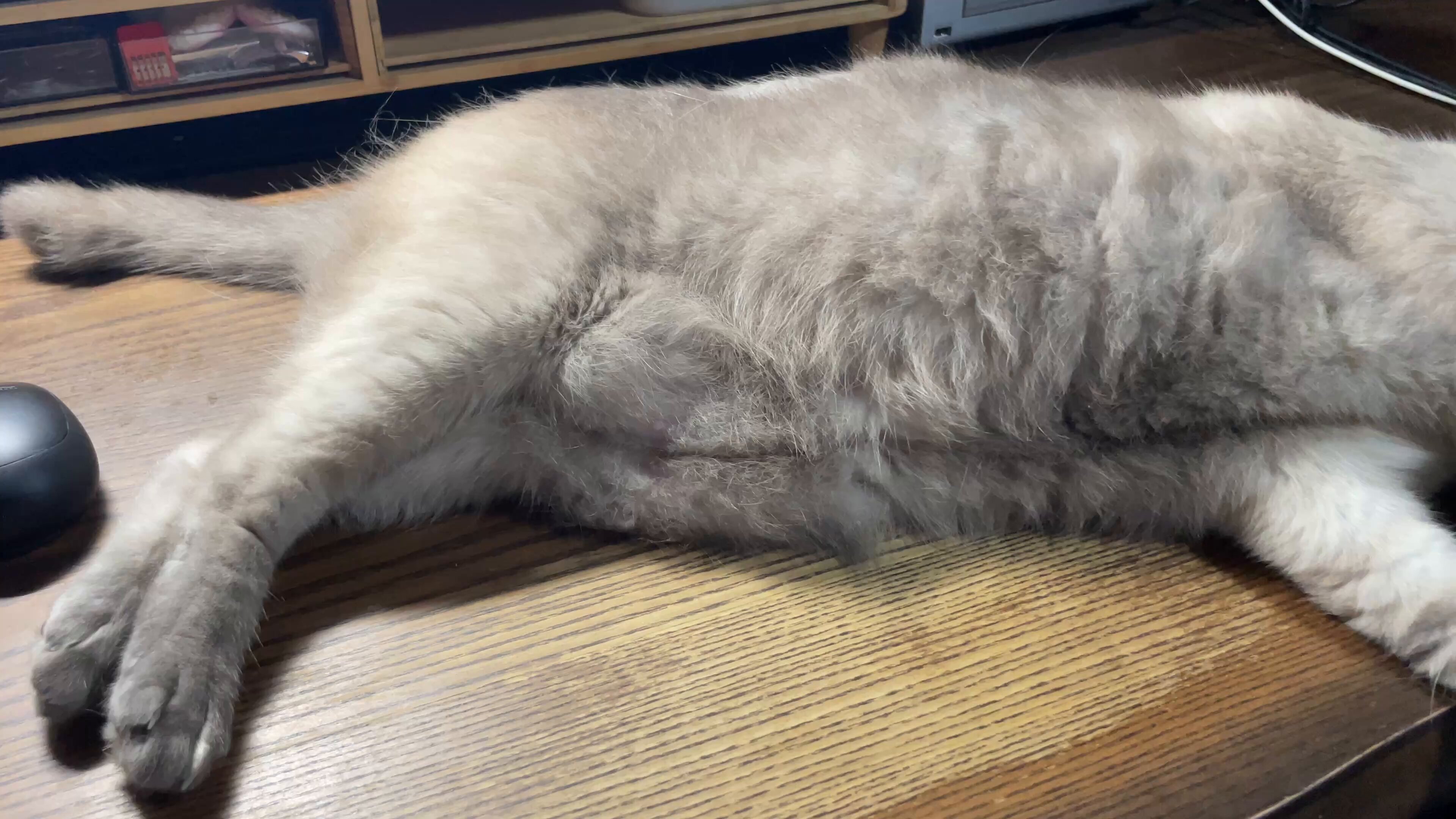 ねこといっしょ on X: 