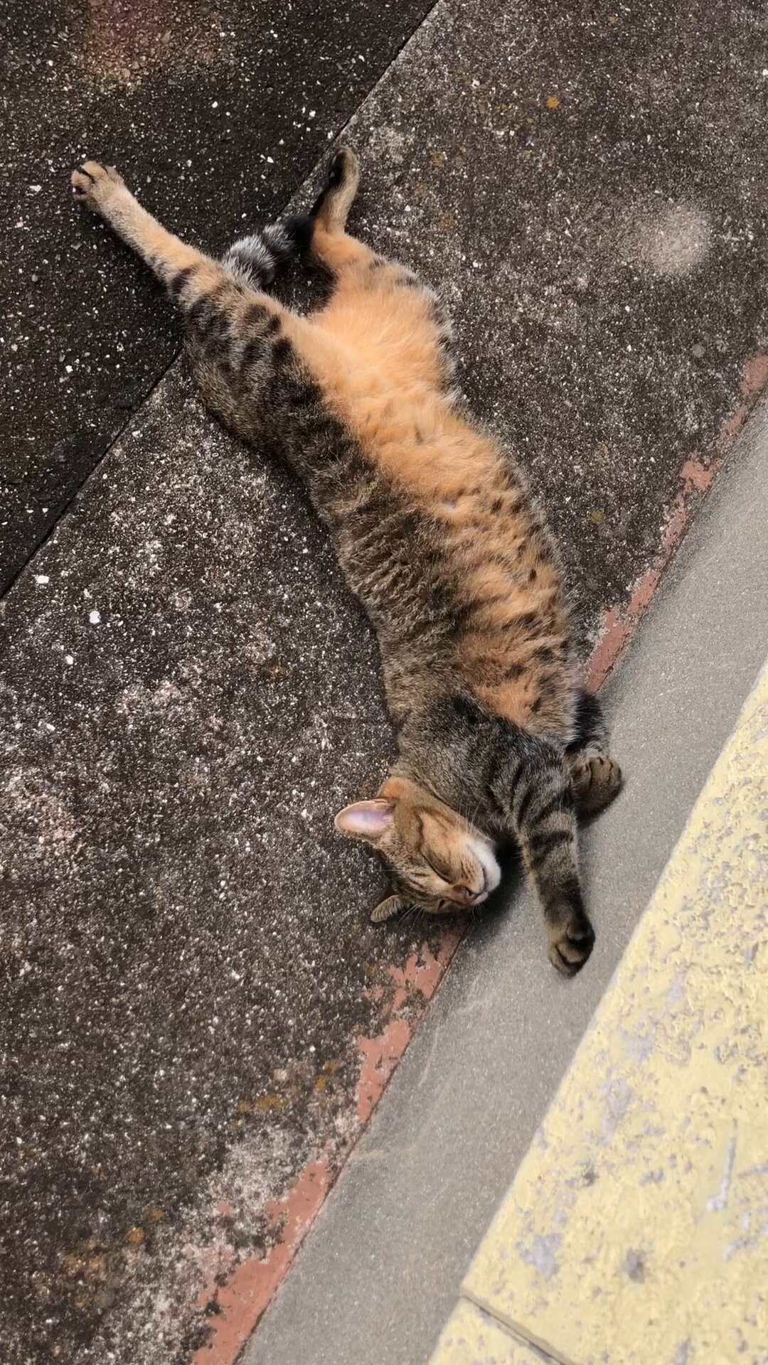 ねこちゃ♡ にゃぱねっと♂ (@288os) / Posts / X