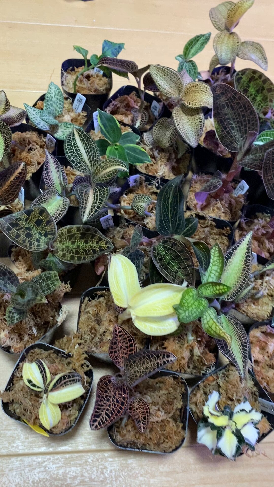 り*ー様 ジュエルオーキッド　黄桜 り*ー様 ジュエルオーキッド 黄桜 り*ー様 ジュエルオーキッド