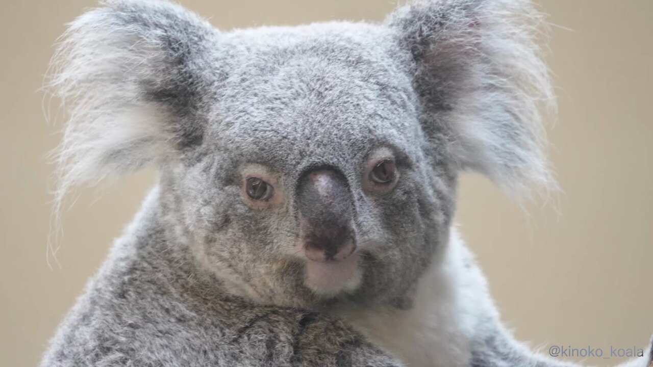 comatema : 即購入可◎】ことりのおおきなあそびば comatema : 即購入