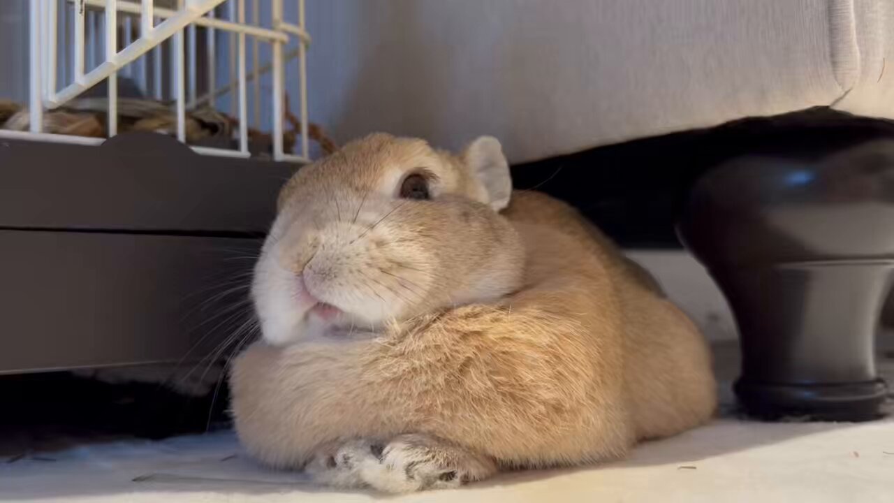 うさぎちゃん on X: 