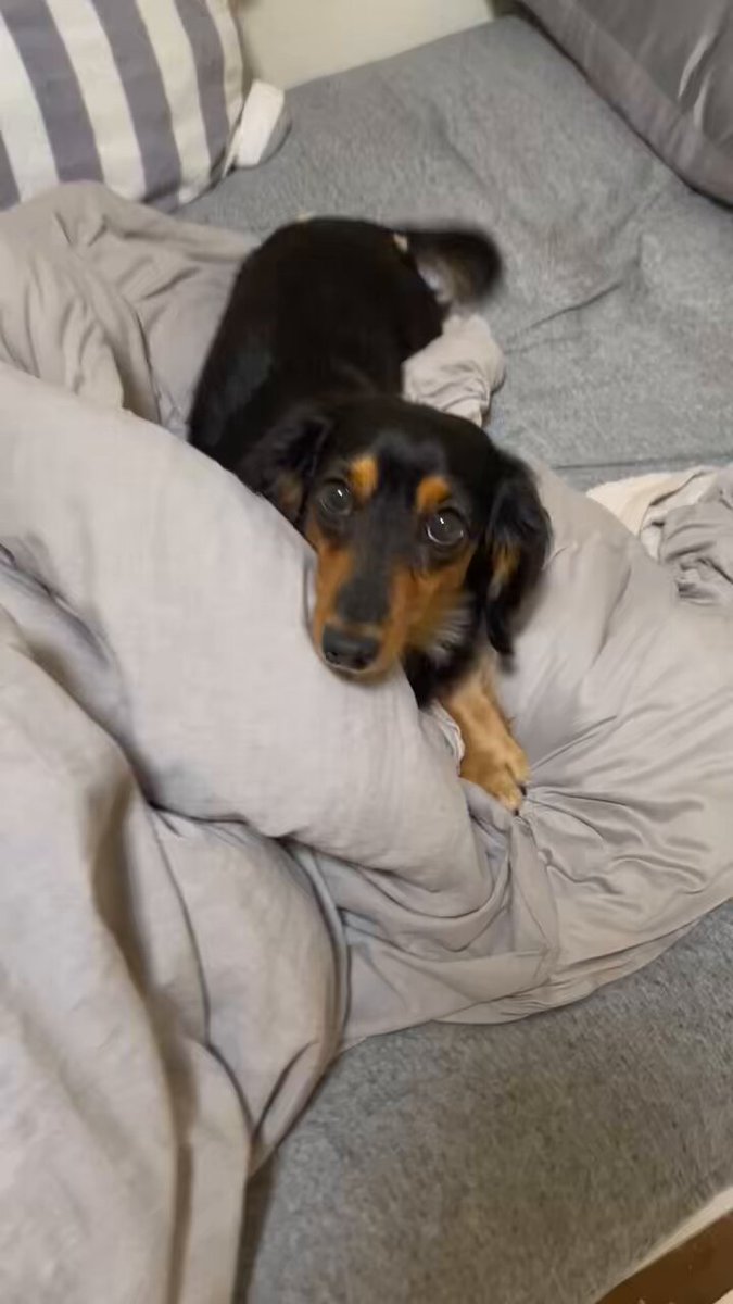 ロイくん🐶Mダックス♂ (@roiroi_reon02) / Posts / X
