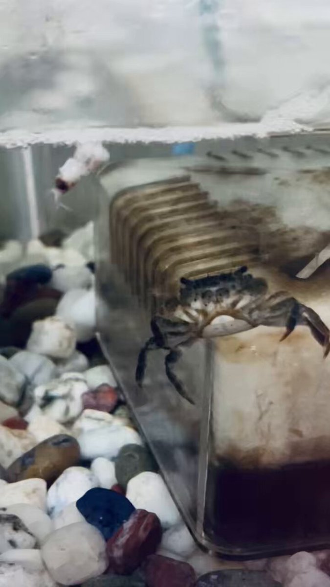 あゆちゃん　中国産カニ化石 あゆちゃん 中国産カニ化石 あゆちゃん様専用 中国産カニ化石