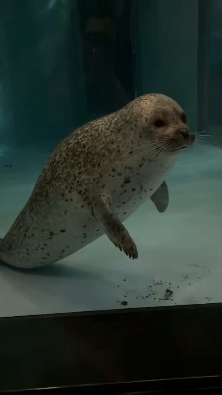 みじゅまる on X: 