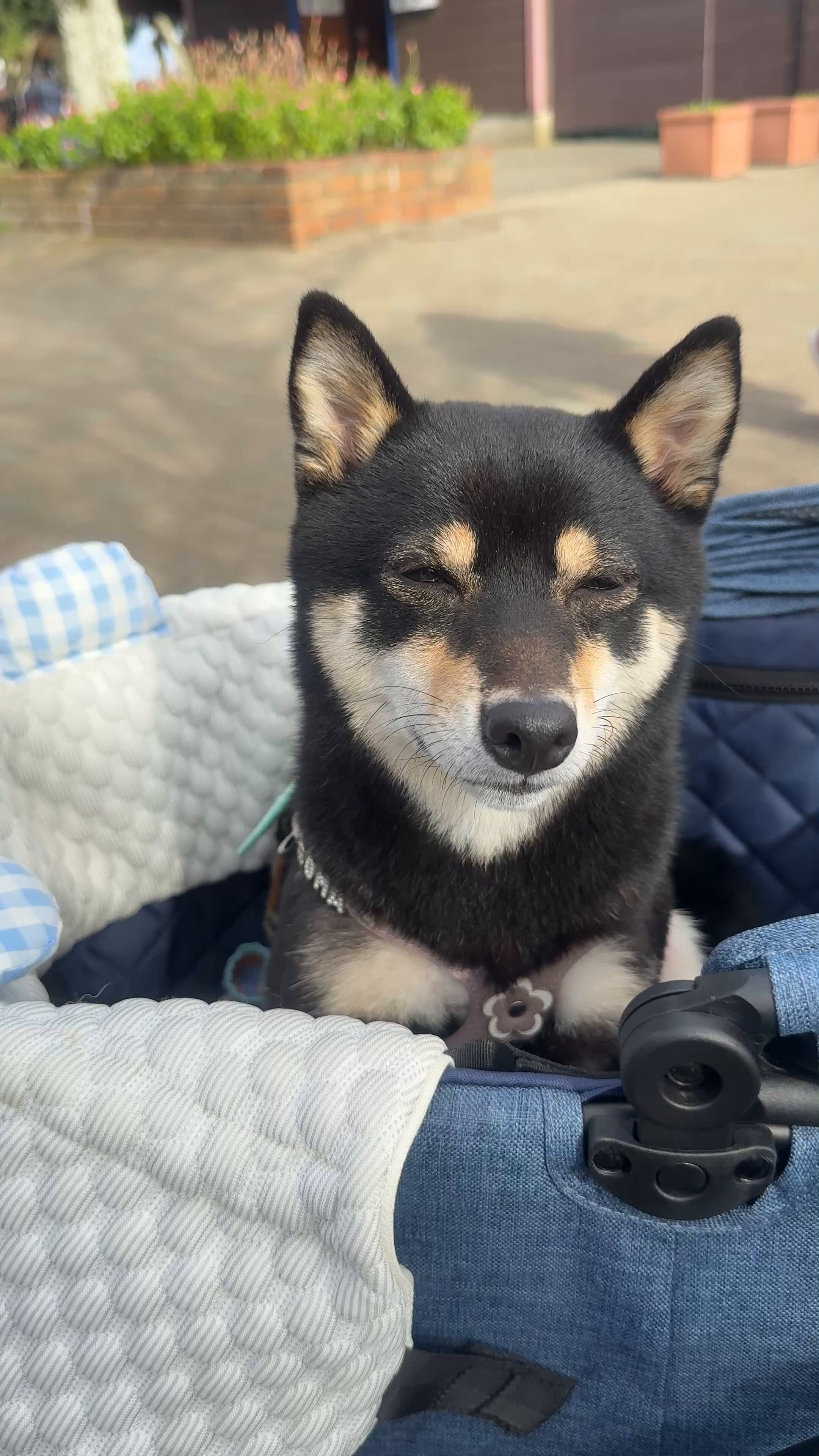 豆柴ごま娘 (@gomashiba_1108) / X