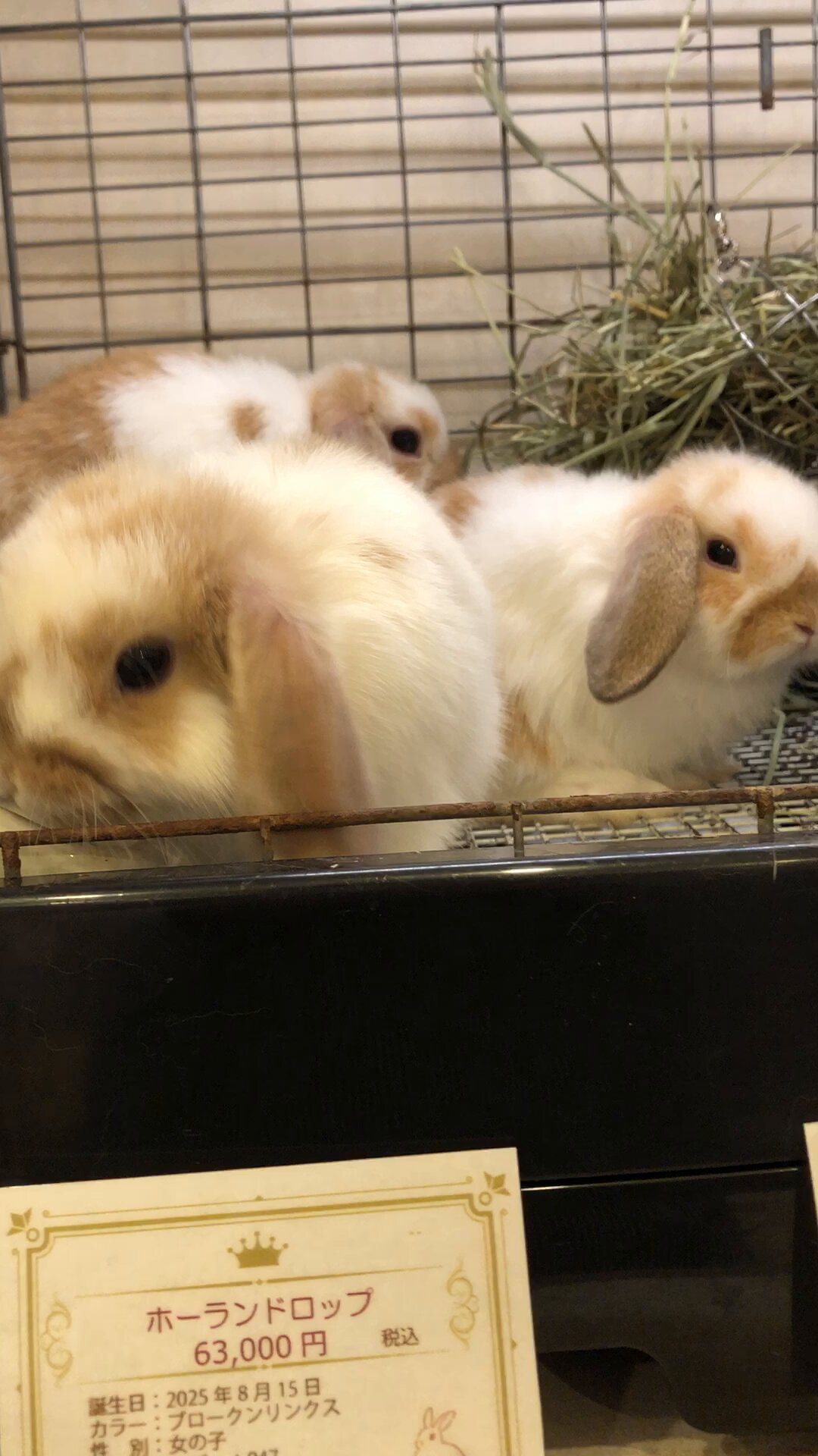 うさぎ専門店ラビットリンク on X: 