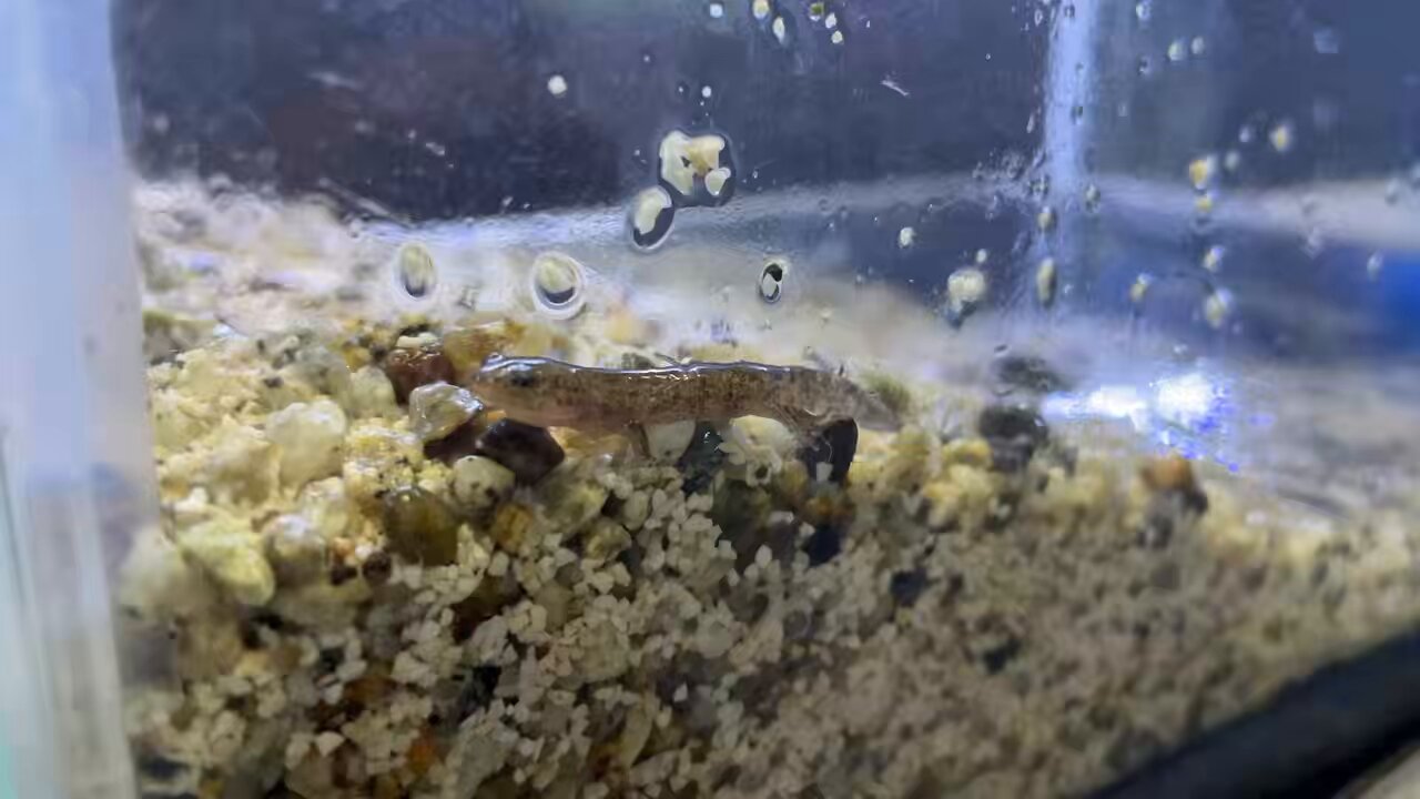 うみかです かすみがうら市水族館 on X: 