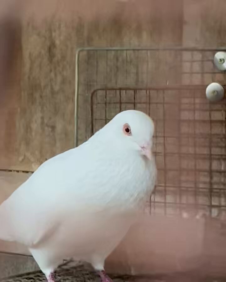 やーと。 (@ys_aviary) / Posts / X