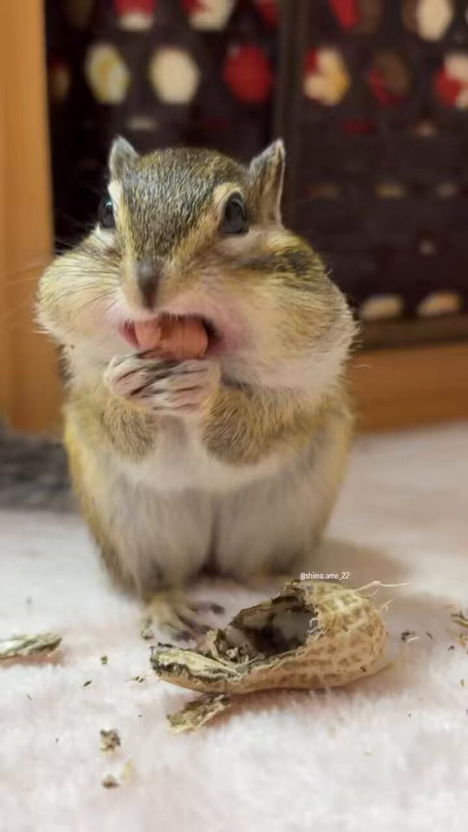 しまりすページ シマリスのしまとあめ (@shimaame_22) / Posts / X