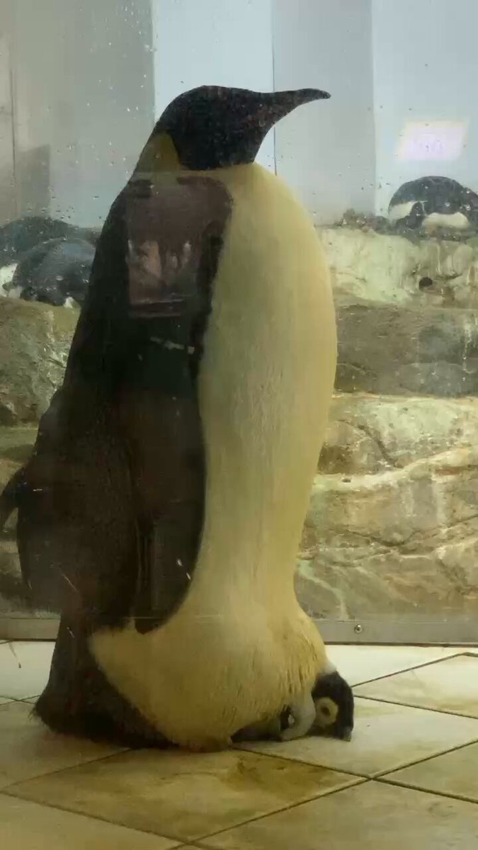 ペンギン剥製 2025年最新】Yahoo!オークション -ペンギン 剥製の中古品・新品