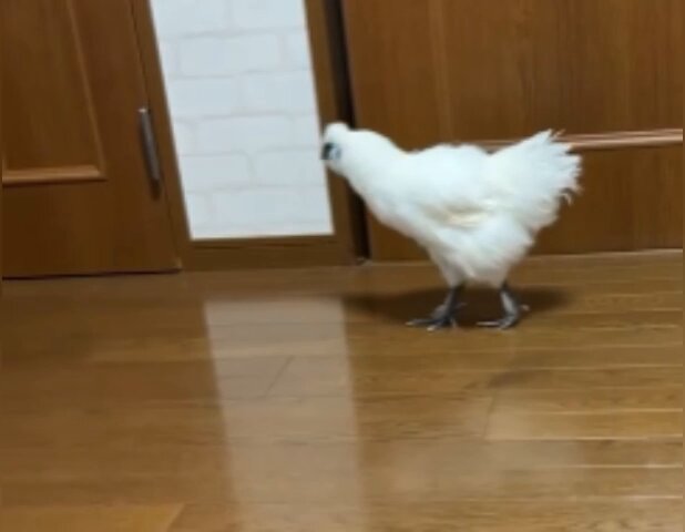 ワンコ　プロフィール確認要❣️ ₉₇ 𝒸ₒᵣₙ on X