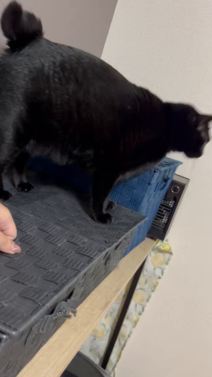 黒猫 ケーセン ネコ テディベアオブウィットニー