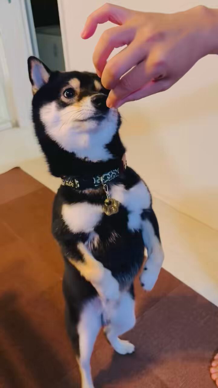 進化するそらくん - Search / X