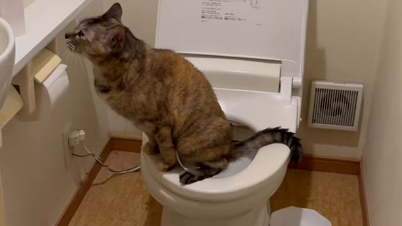 ねむるねこページ ねむるねこページ Amazon.co.jp: ねこねむる : 楓 真知子: 本