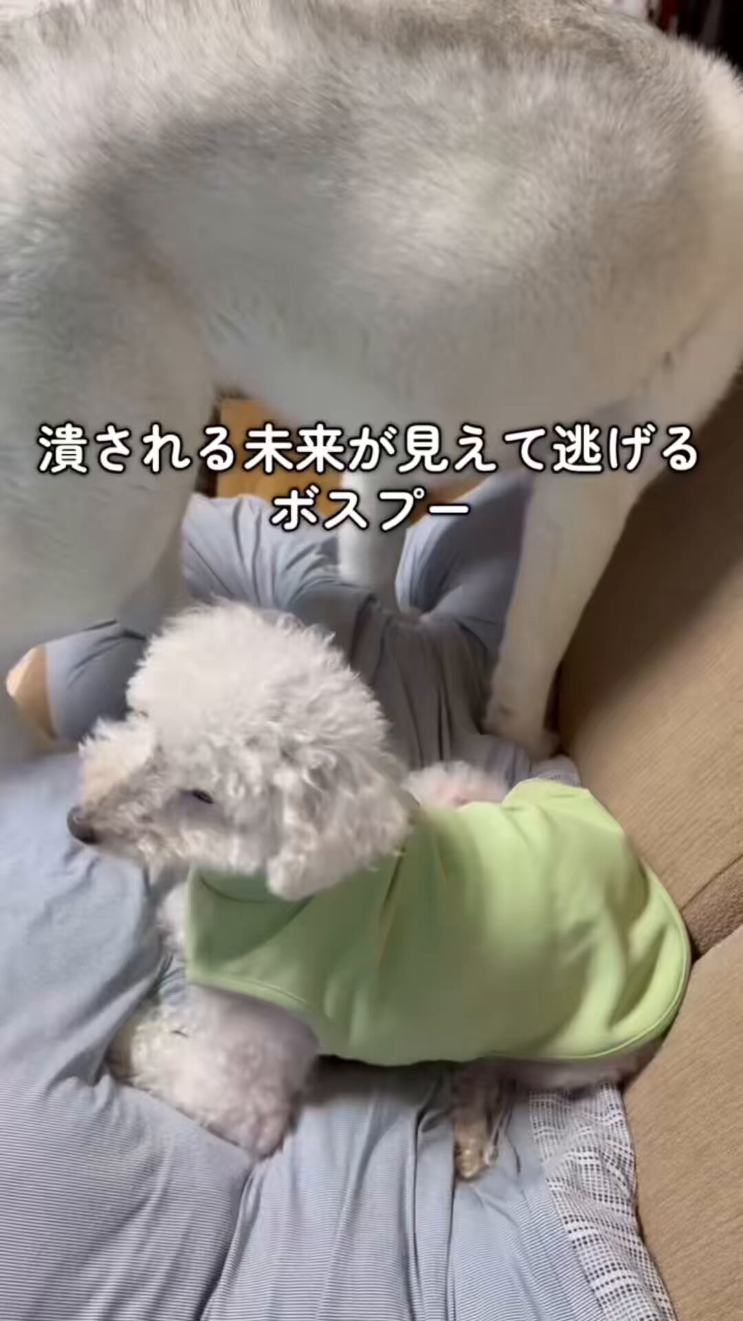 くわとろになります。 Amazon.co.jp: クツワ 工作キット とうもろこしねんど おさかな