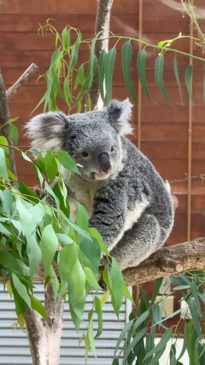 panda_xiang_xiang on X: 