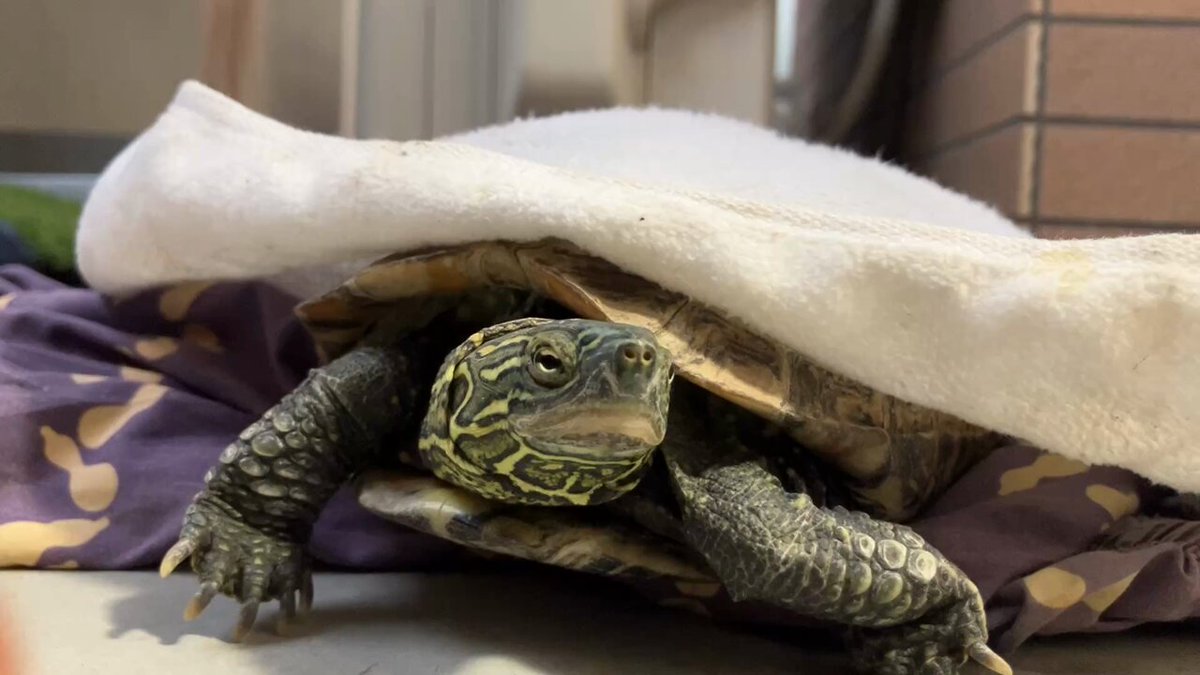 亀さん 亀さん別居 (@ylGBDXxEch64994) / Posts / X