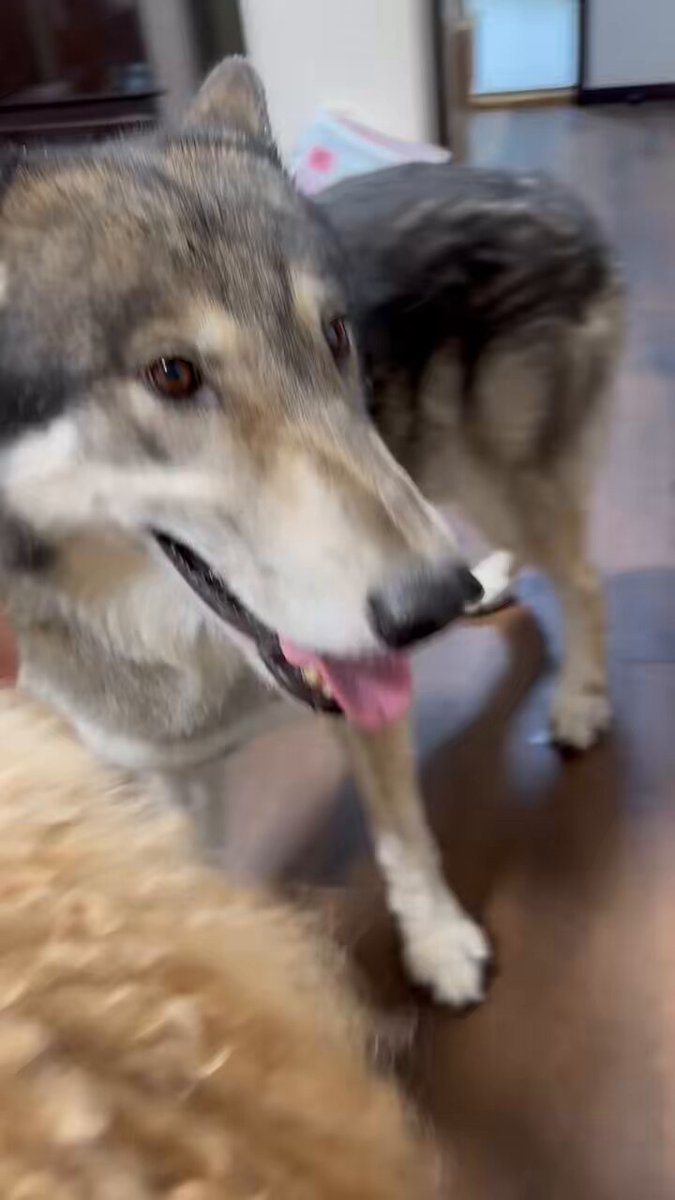 栃ノ心 剛史 (@tochinoshin) / Posts / X