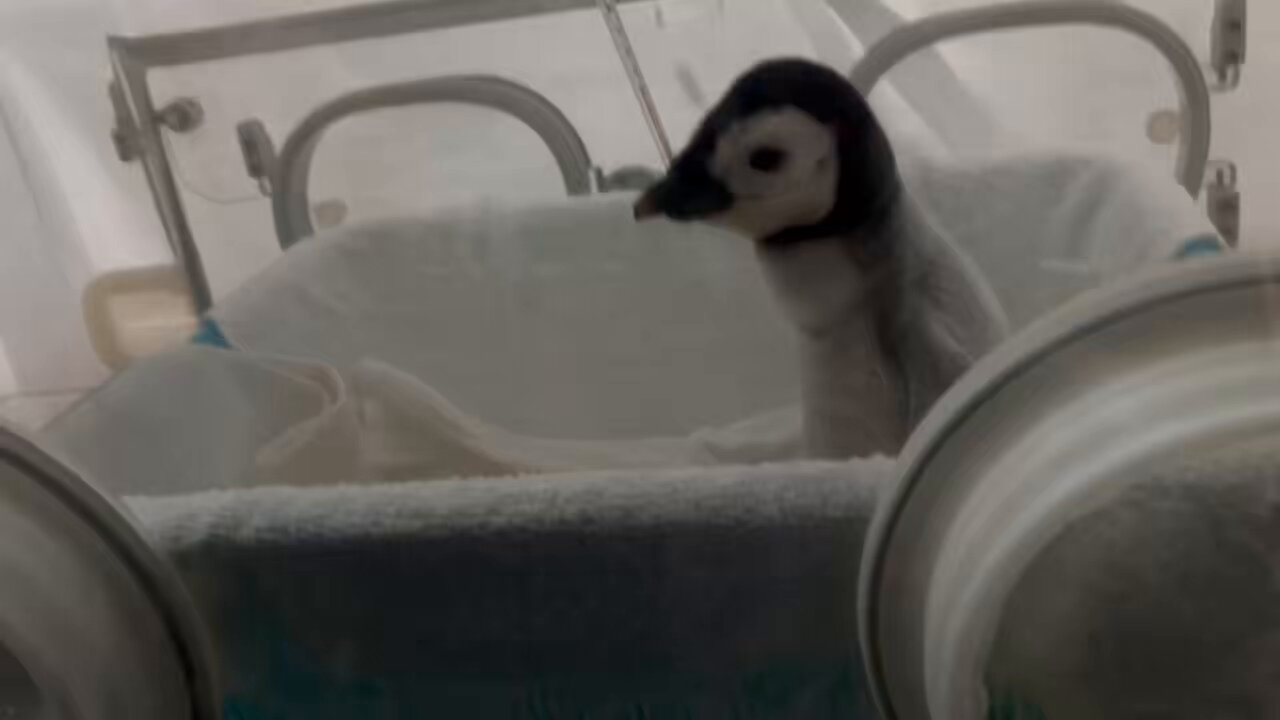 ペンギン様 HANSA（ぬいぐるみ） BH2680 ペンギン HANSA ぺんぎん