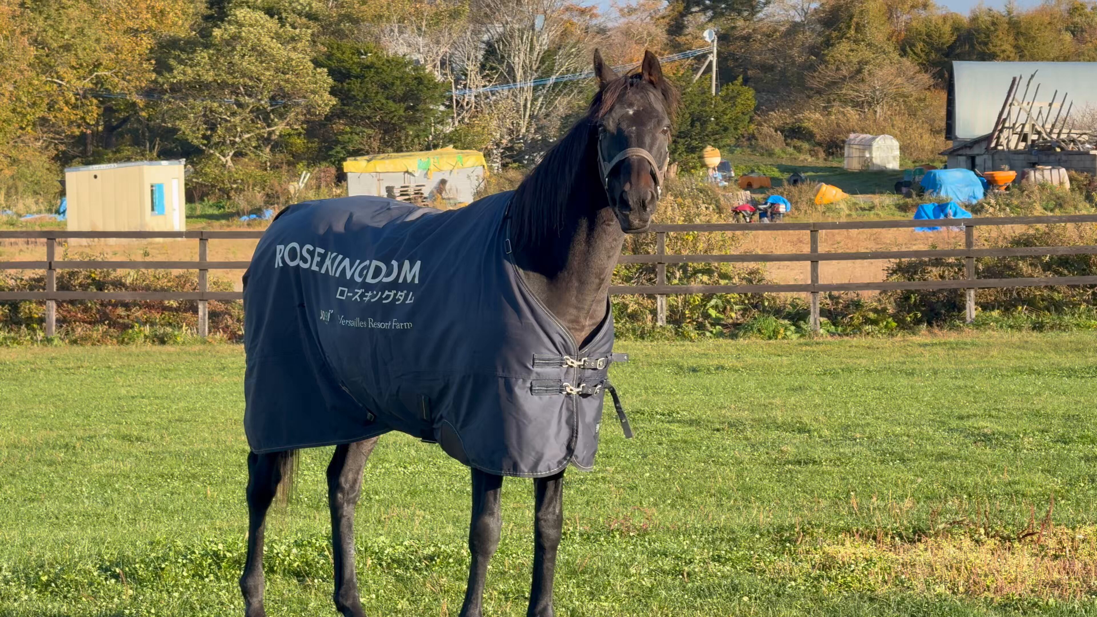 ❤ひよこ。さま❤oils❤ ひよこ缶 | fleuricing cookies