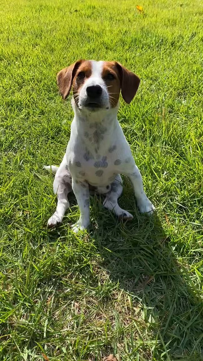 ☆Dol ページです☆ にょぽ (@dolnyopo) / Posts / X