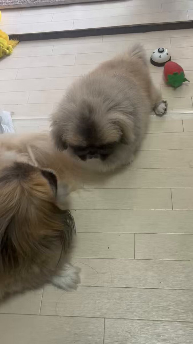 くまページ くまぽん on X