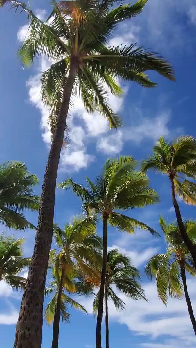 やっぱりハワイページ HAWAII】7泊9日ハワイ旅行#7 ダイヤモンドヘッド⛰️KCC