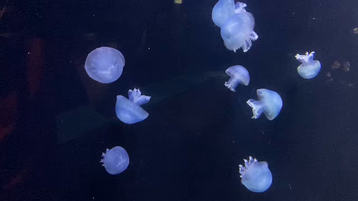 クラゲ - Search / X