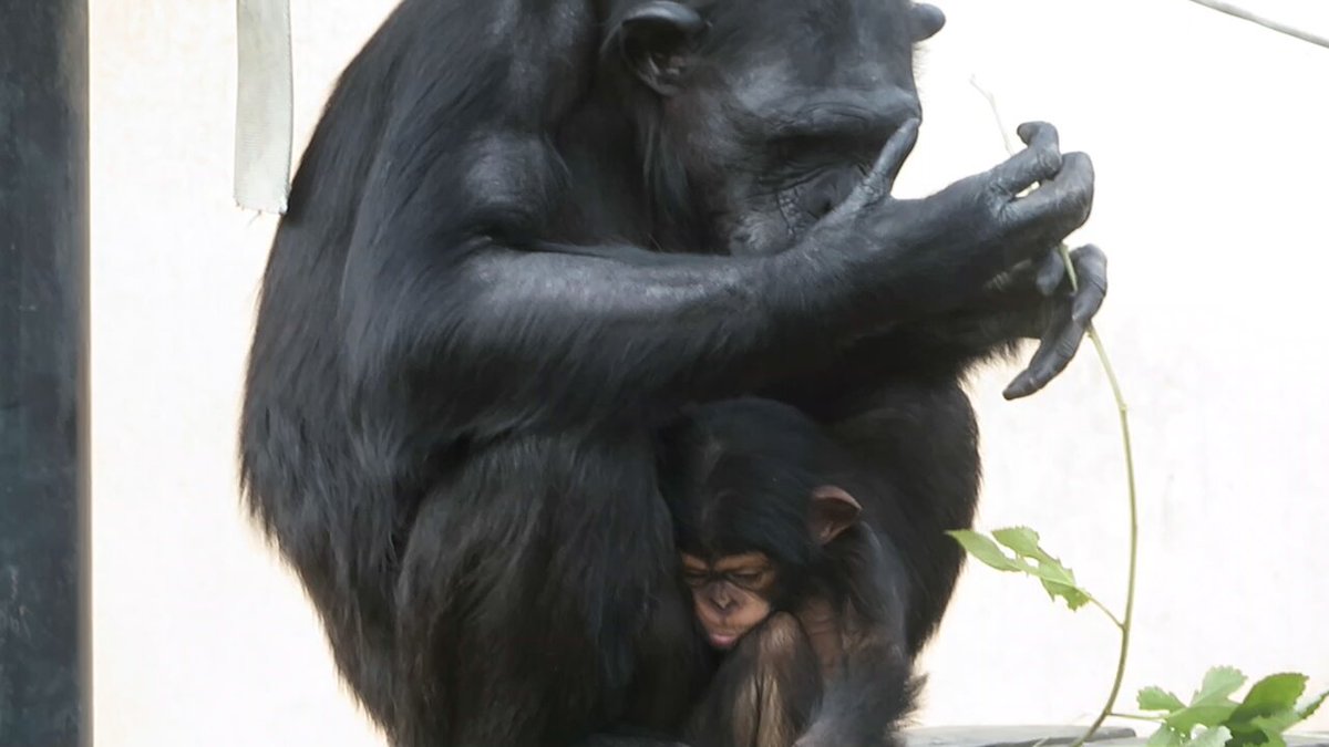 日立市かみね動物園〔公式〕 on X