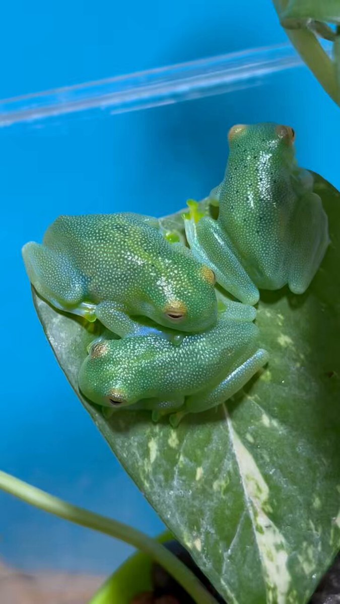 MOMOSHIVA (@MOMOSHIVA) / X