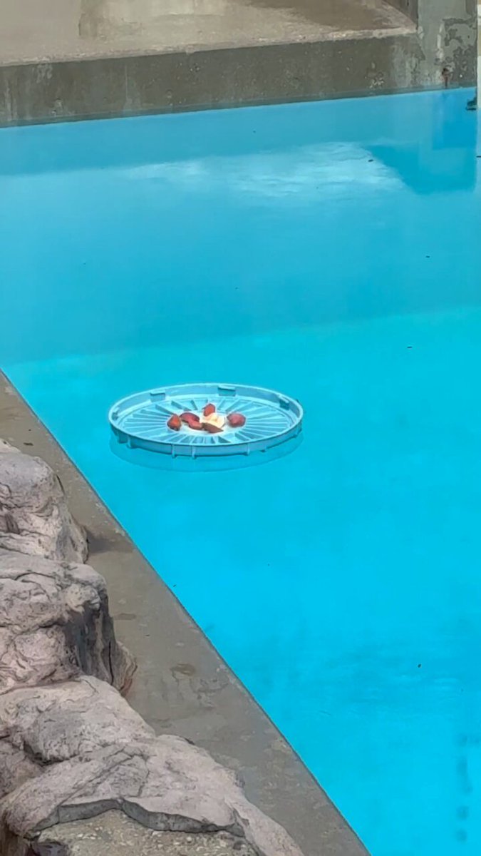 七絵♡ʕ•ᴥ•ʔ🐼 on X