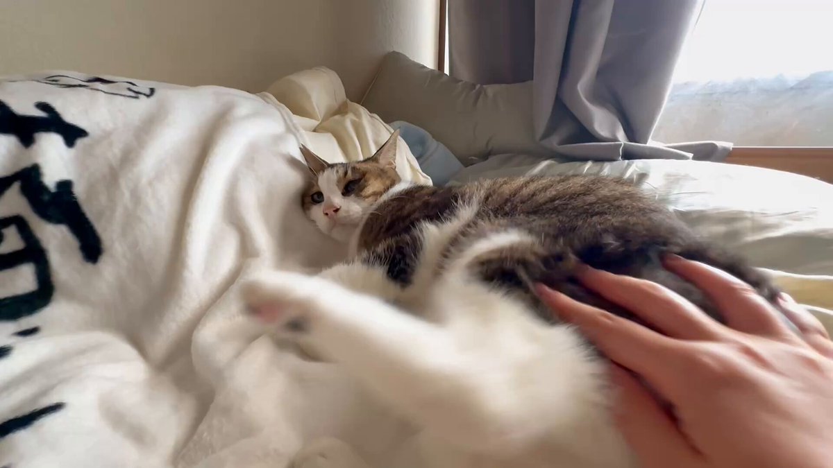 確認ページ♡猫ちゃん4匹♡フェレット10匹 友子ちゃんとお兄ちゃん🌿ねこ&フェレット 😻🐻 (@2oniTomo