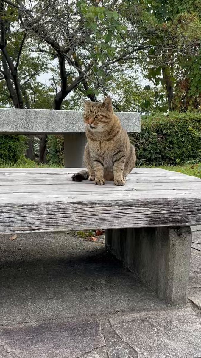 ニャンコ先生が行く!