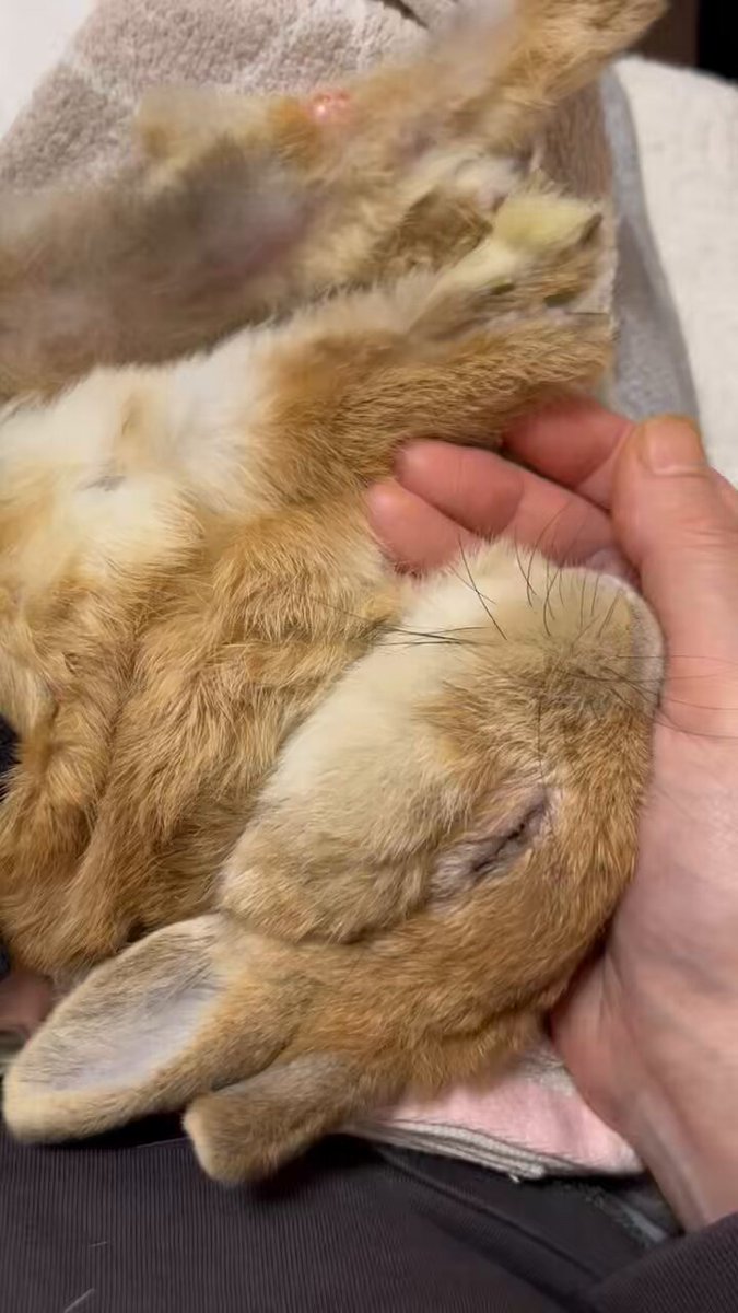 チビ太のママ様⋆͛*͛ ͙͛✧☽⋆゜オーダー品⋆͛*͛ ͙͛⋆͛ᐝ·̩͙ チビ太(CHIBITA🐰)のママ太 (@piccolocibi) / Posts / X