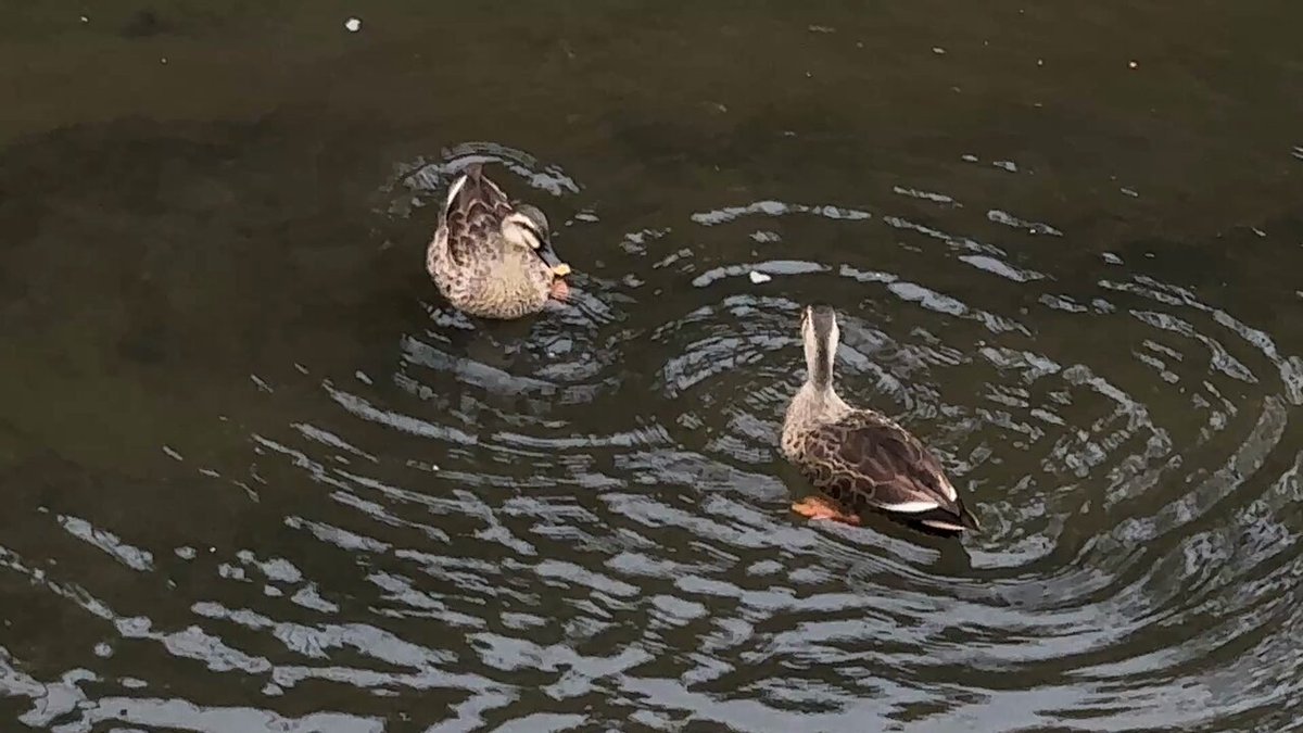とも。さま確認ページ♡ tomo様 tomoページ トモ様 ◇ 再びZX-4：4 | SHOPナカムラ ブログ