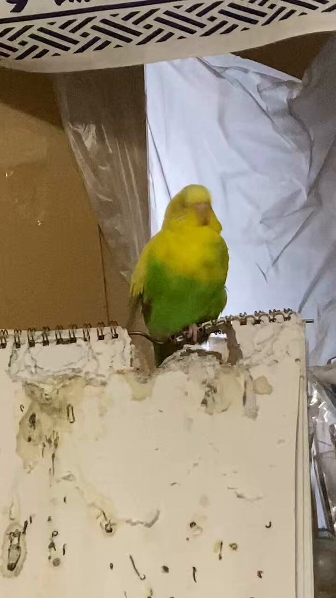 柊　連絡待ち LO】感情起伏の荒いクラスメイト 柊 ゆずゆ【C】LO-4328Lycee