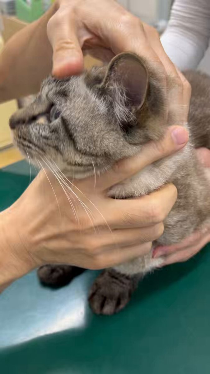 𝕄𝕆ℂ𝕆ꕤ︎︎·͜· (@mocomoco232) / Posts / X