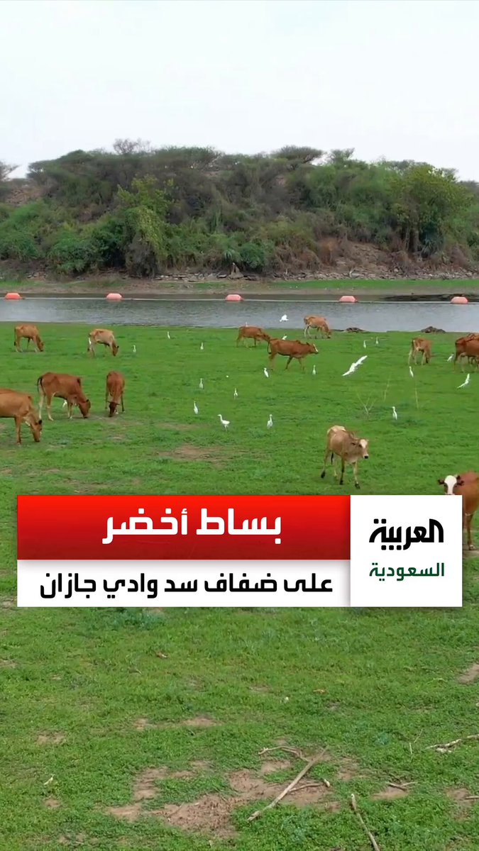 لقطات جوية لسد وادي جازان.. والبساط الأخضر يغطي ضفاف بحيرة السد. عبر 