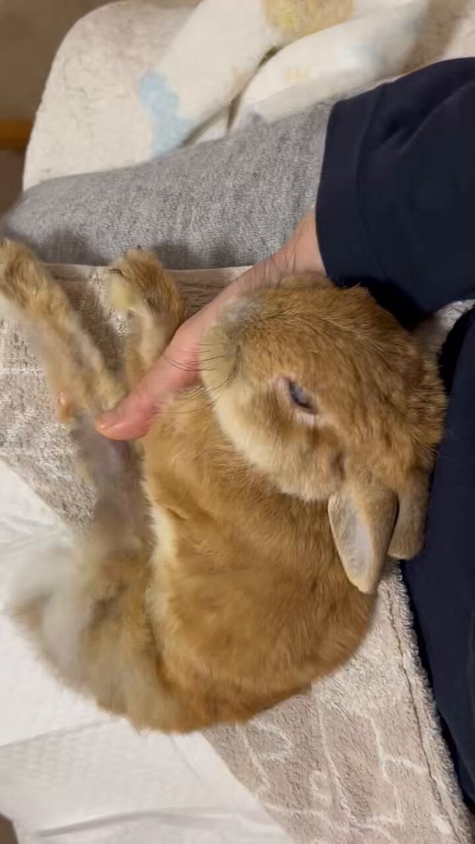 チビ太のママ様⋆͛*͛ ͙͛✧☽⋆゜オーダー品⋆͛*͛ ͙͛⋆͛ᐝ·̩͙ チビ太(CHIBITA🐰)のママ太 (@piccolocibi) / Posts / X