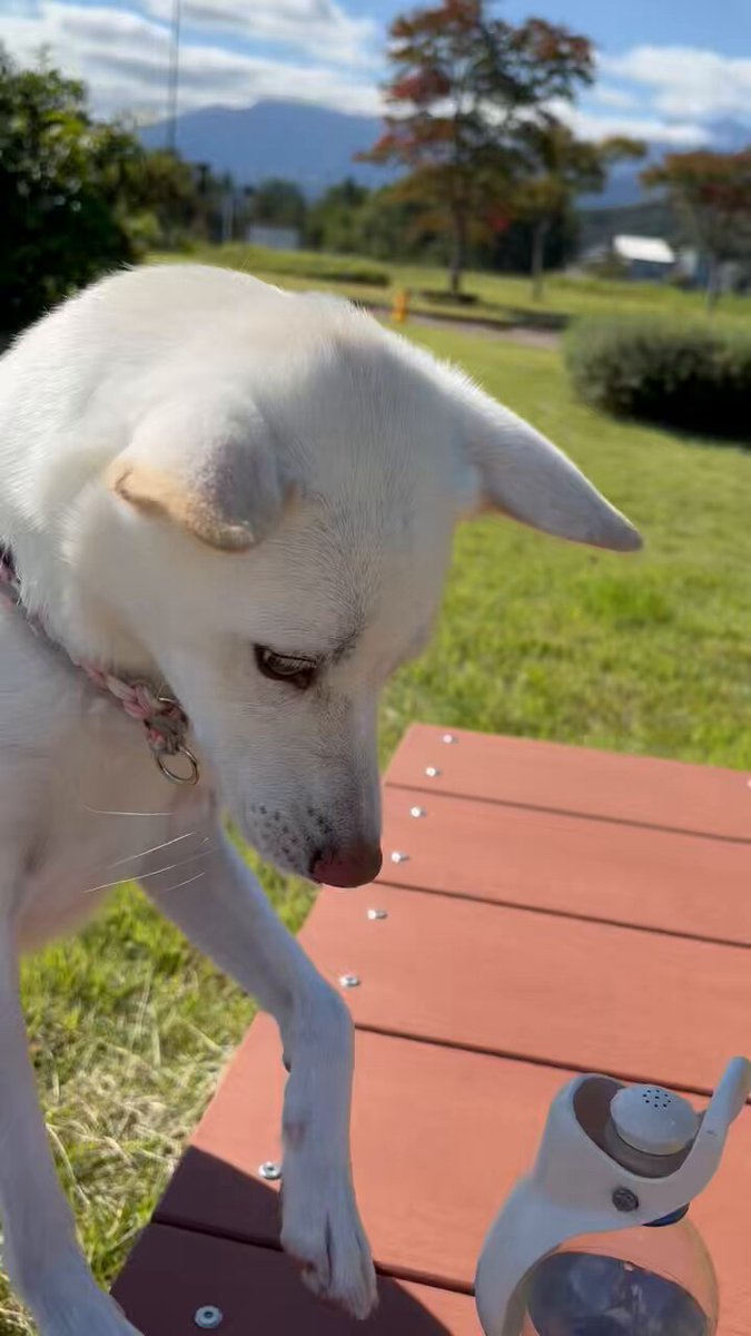 Video oleh @anon-user