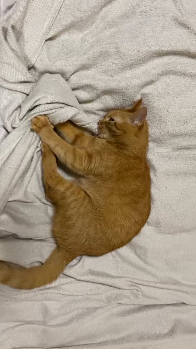 踏ん張り方を見習い中(茶トラ) 踏ん張り方を見習い中(茶トラ) 踏ん張り方を見習い中(茶トラ) 茶トラ