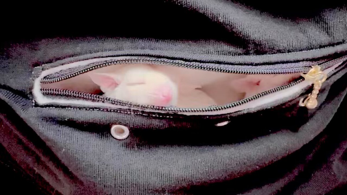 rin momo♡モモンガポーチ屋さん/静レプ出店します☺︎ (@rinmomo0107