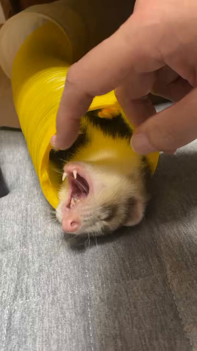 むささびアンチョビ☺︎ (@MuSaSaViAnCho86) / Posts / X