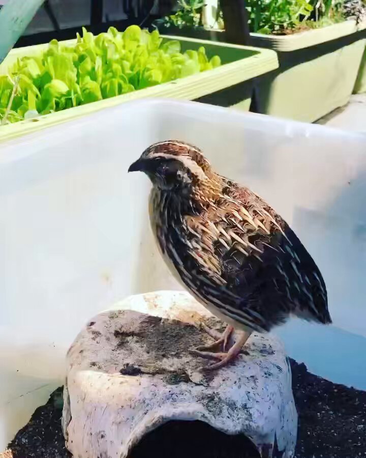 ポポチョロ🐦💨 (@1b4fc39ec9e04d3) / Posts / X