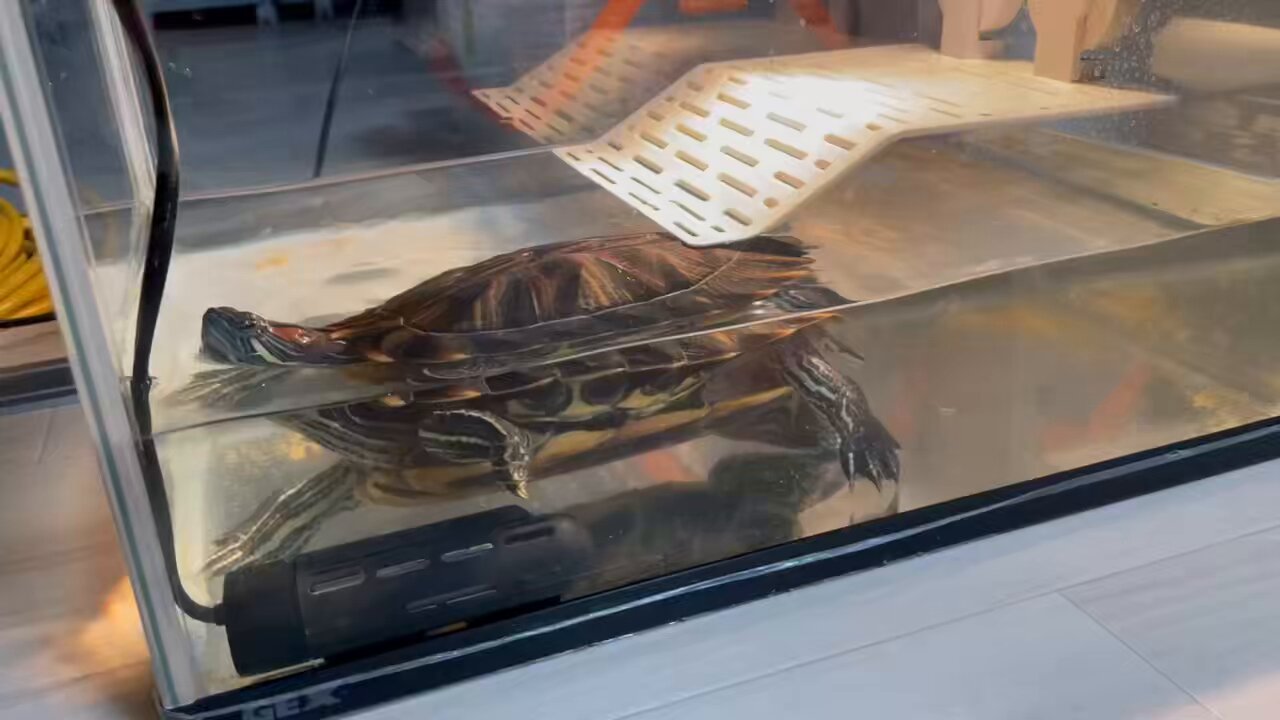 ミドリガメ - Search / X