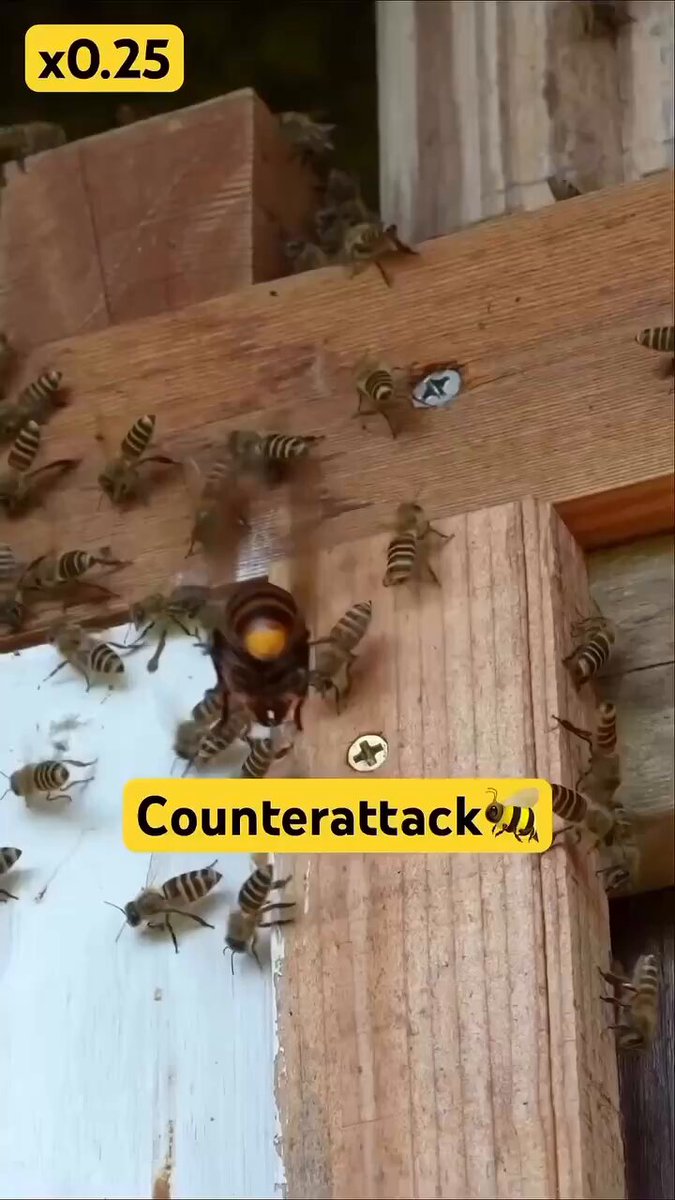 みつばちページです みつばち