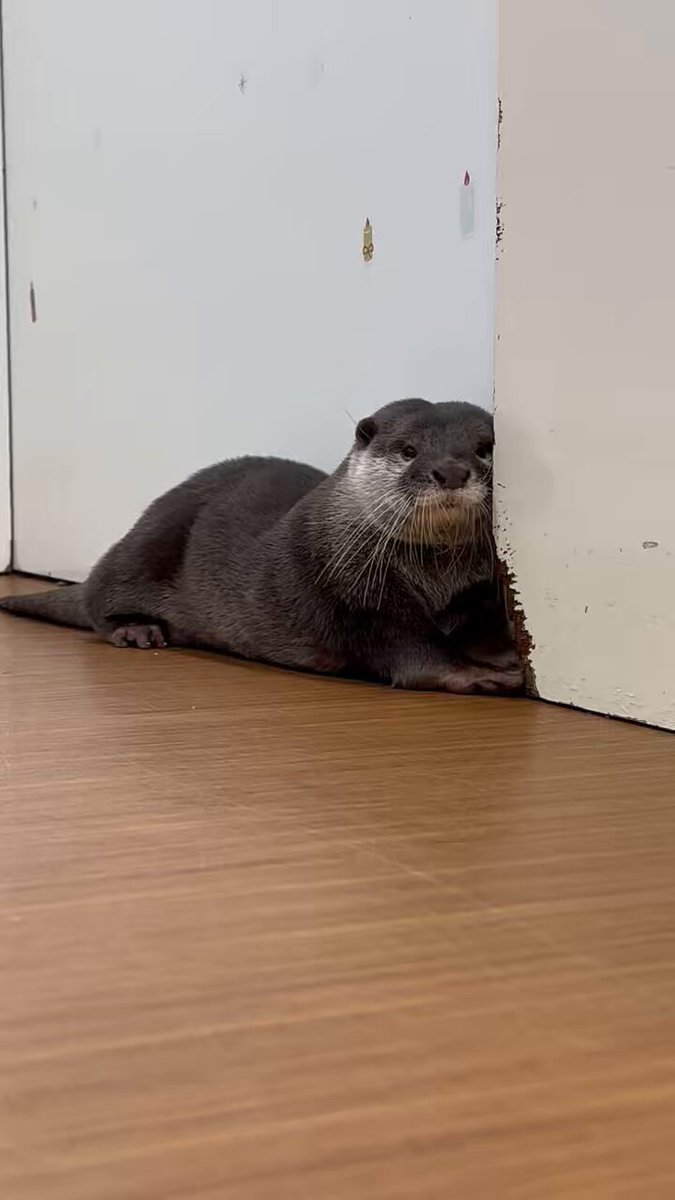 かわうそ　5枚 ウィングボール | Spotoy | カワダ公式オリジナルブランドサイト